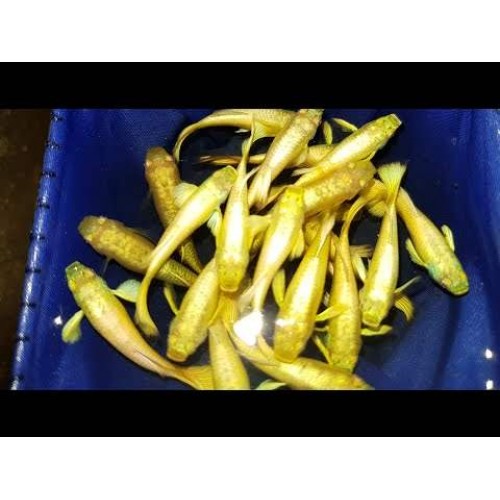 Lepistes Full Gold 1 Ad DİŞİ 3-4 Cm 
