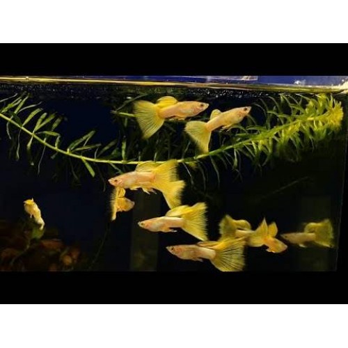 Lepistes Full Gold 1 Ad DİŞİ 3-4 Cm 