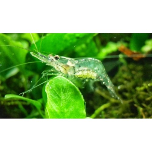 Hayalet Karides 1 Adet 1-1.2 Cm