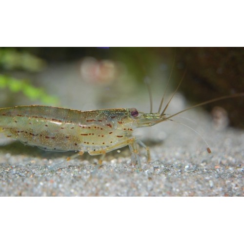 Hayalet Karides  5 Adet 1- 1,5 Cm