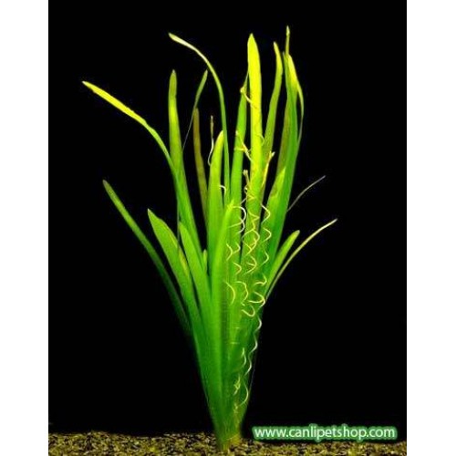 Vallisneria Americana Gigantea (Dev Saz)10 kök
