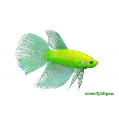 Beta balığı Glofish Transgenic 4-5 Cm 