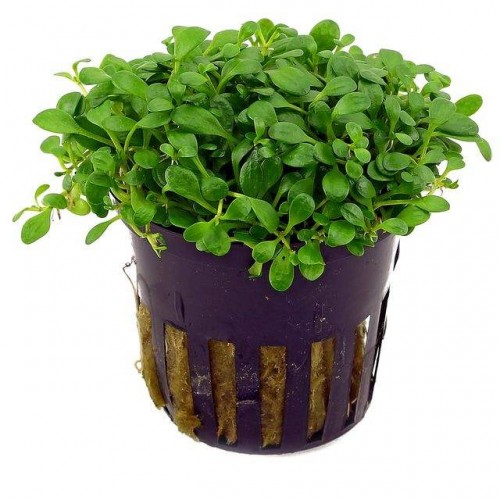 Glossostigma Elatinoides 1 saksı