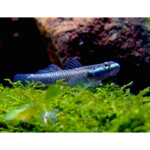 Goby COBALT BLUE 1 Ad 5-7 Cm