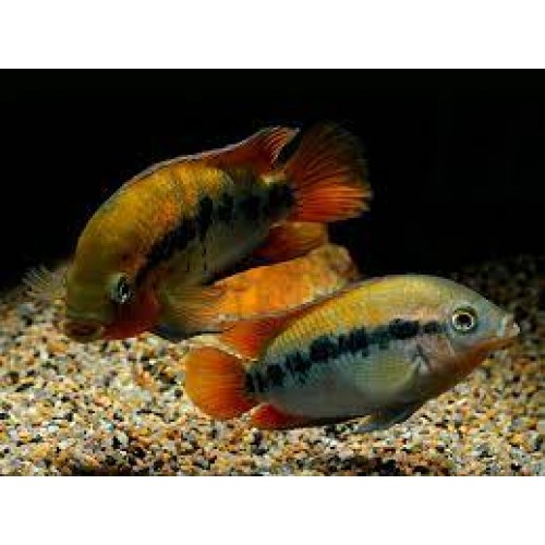 Gökkuşağı Ciklet 1 Adet 9-10 Cm