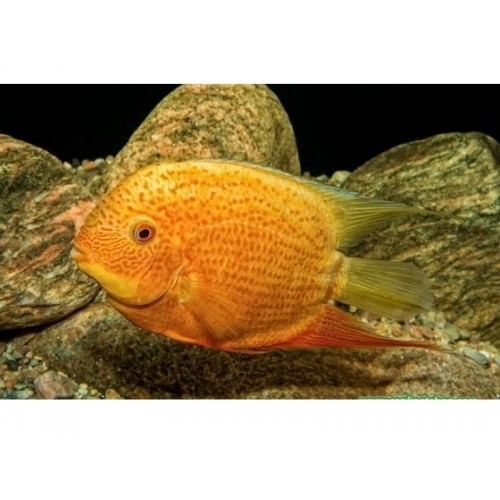 Ciklet Discusu Severum Sarı Ciklet YETİŞKİN 1 Adet 7-10 Cm