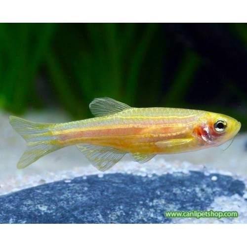 .Zebra Danio Sarı Bakımı Kolay 1 Ad 3-4 Cm