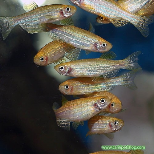 .Zebra Danio Sarı Bakımı Kolay 1 Ad 3-4 Cm