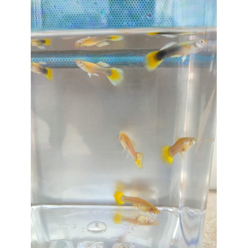 Lepistes Orjinal Full Gold  1 Ad Erkek 2-3  Cm 