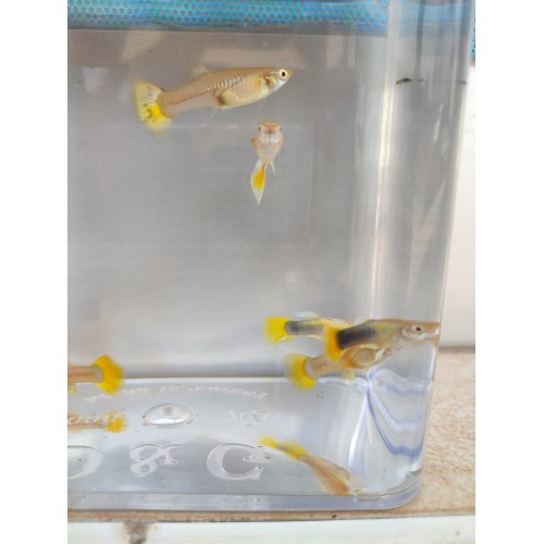 Lepistes Orjinal Full Gold  1 Ad Erkek 2-3  Cm 