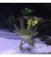 Axolotl Green Wild  7-8 Cm KAMPANYA UYUMLU TÜR !!!