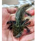 Axolotl Green Wild  7-8 Cm KAMPANYA UYUMLU TÜR !!!