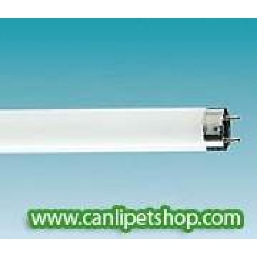 Daylight  T8 18Watt 60 cm Floresan