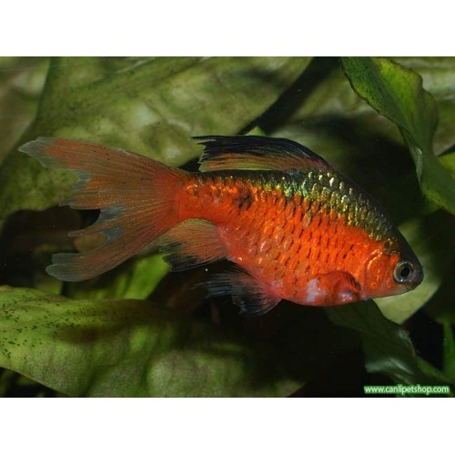 Tetra Gül Barbus (Konkinyus) 6 Ad 2-4 Cm (1 Erkek 5 Dişi)