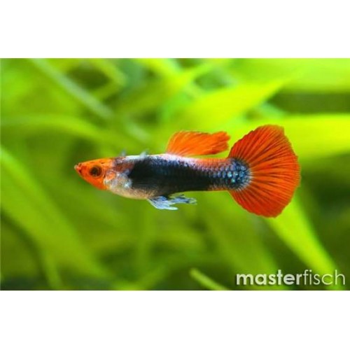 Lepistes Red Tuxedo Koi 1 Ad DİŞİ 3-5 Cm