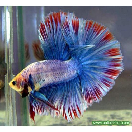 Beta Halfmoon ERKEK 3-4 cm Karışık Renkte Gönderilir