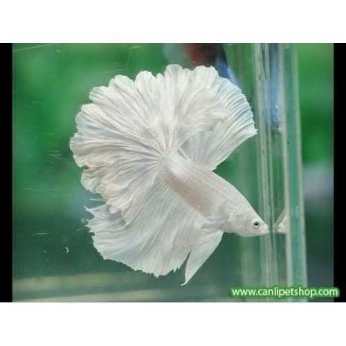 Beta Halfmoon Beyaz ERKEK 3-4 cm