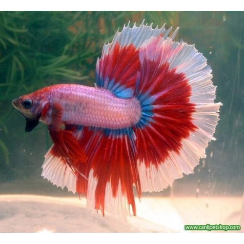 Beta Halfmoon ERKEK 3-4 cm Karışık Renkte Gönderilir