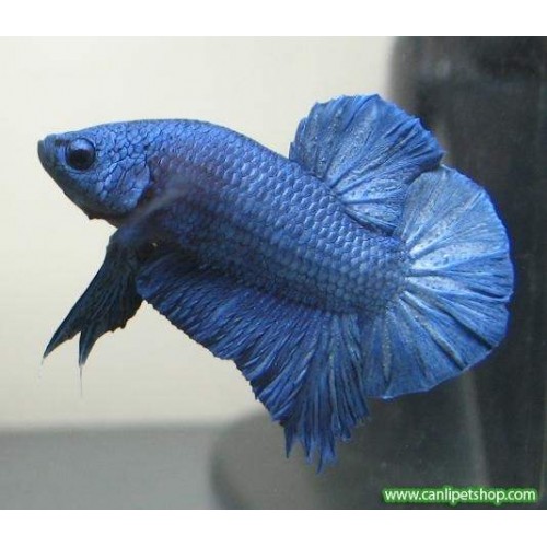Beta Halfmoon 1 Ad Dişi 3-4 Cm