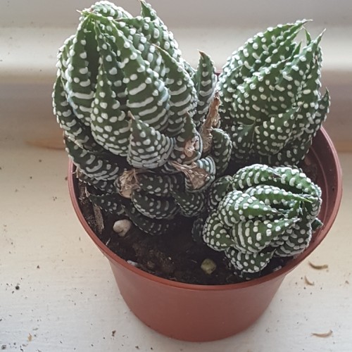 Haworthia reinwardtii kaktüsü