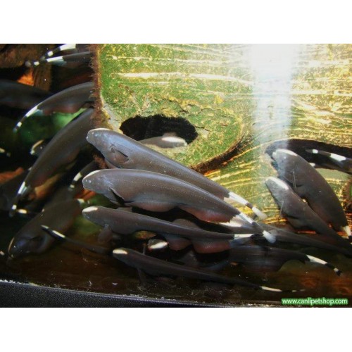Hayalet Balığı  1 Adet 5-6 Cm