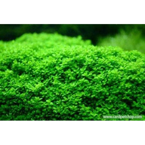 Hemianthus callitrichoides ''Cuba'' 1  Cm Çap
