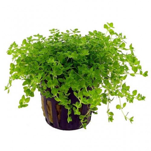 Hemianthus Micra  1 Saksı