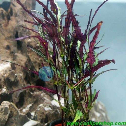 Hemigraphis Repanda / Ejder Dili 10 Kök 8-10 Cm
