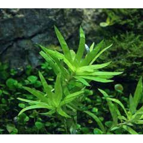 Heteranthera Zosterfolia