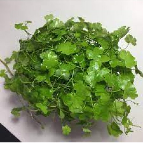 Hydrocotyle sp japan 1 Buket Tropica 