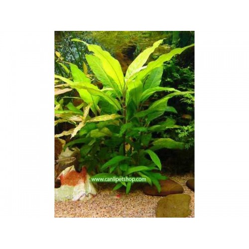 Hygrophila corymbosa -Limon 1 Kök DEV