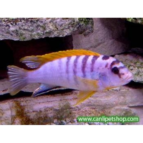 Hongi 1 Ad 5-6 Cm