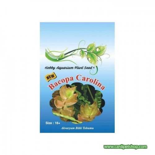 HOPS CANLI BİTKİ TOHUMU BACOPA CAROLİNA 