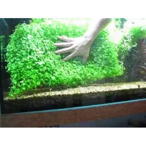 Hydrocotyle tripartita Zemin Bitkisi 1 Saksı