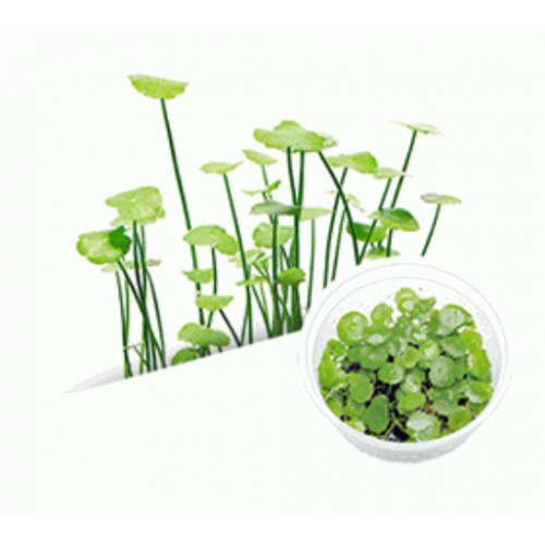 Hydrocotyle verticillata Zemin Bitkisi 1 paket