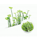 Hydrocotyle verticillata Zemin Bitkisi 1 paket