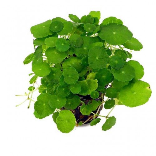 Hydrocotyle verticillata Zemin Bitkisi 1 paket