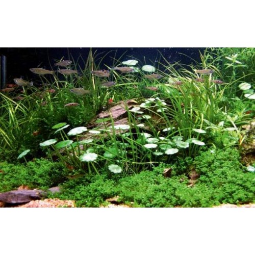 Hydrocotyle verticillata Zemin Bitkisi 10 adet