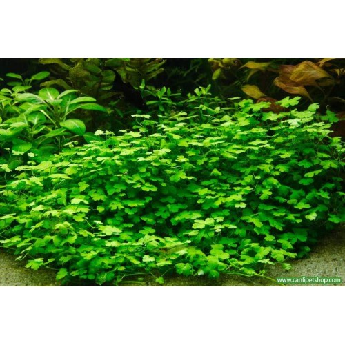 Hydrocotyle sp. 'Japan 20-30 Kök