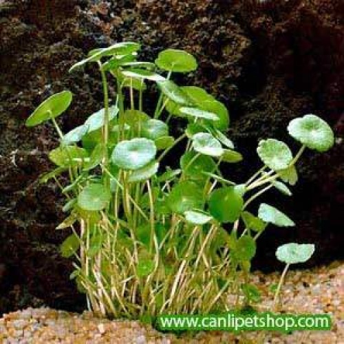 Hydrocotyle verticillata Zemin Bitkisi 10 adet