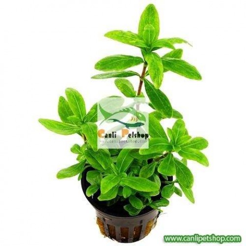 .Zeytin 5 kök Bakımı Kolay
