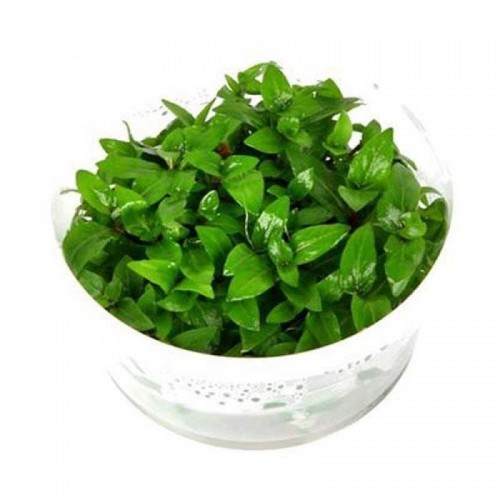 Staurogyne Repens 1 Kavanoz  8-10 Kök