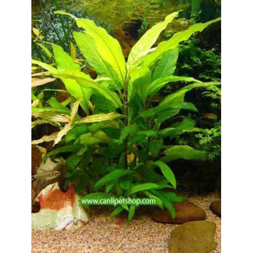 Hygrophila Corymbosa -Limon 1 Saksı 5 Kök