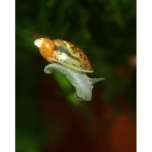 Yarasa Kulak Salyangoz 0,5-1 Cm