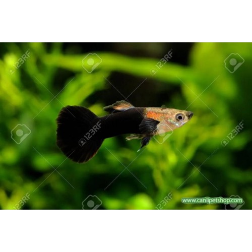 Lepistes Hb Black (Yarım Siyah) 1 Adet Erkek 3-4 Cm