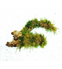 "Yati Köküne Sarılı Moss" 10 cm 