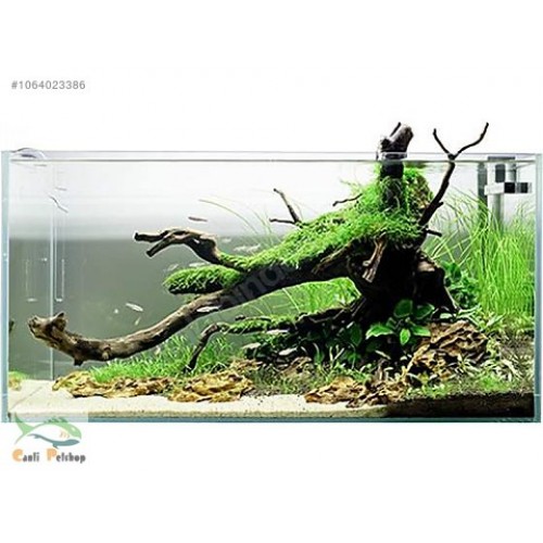 Moss "Yati Köküne Sarılı Java Moss"