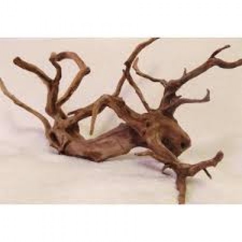 Yati  Kökü (Red Moor Wood ) - L - 40-45 Cm