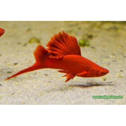 Kılıç Kuyruk Yelken Yüzgeç 1 adet 3-5 Cm