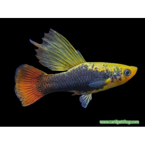 Plati Yelken Yüzgeç 1 adet 2-4 Cm